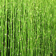 horsetail (1).jpg